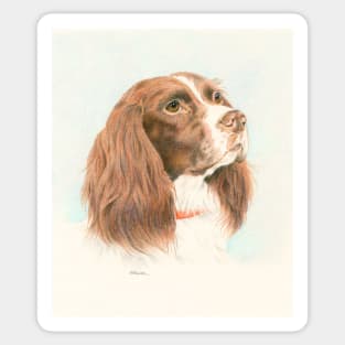 Springer spaniel Sticker